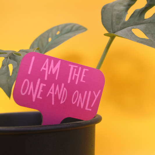Potted plant with a pink sign saying 'I AM THE ONE AND ONLY' against a yellow background