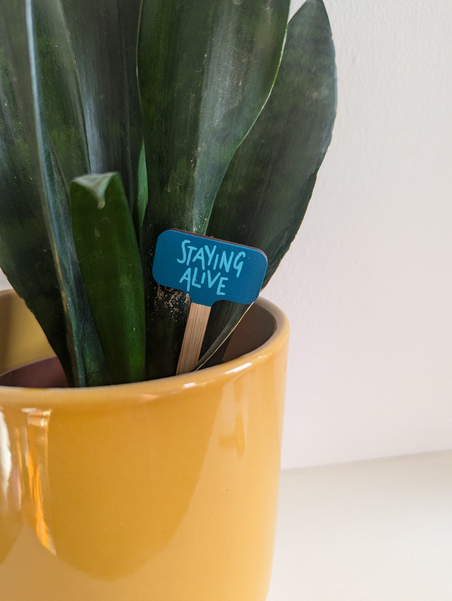 For the Plant Lovers