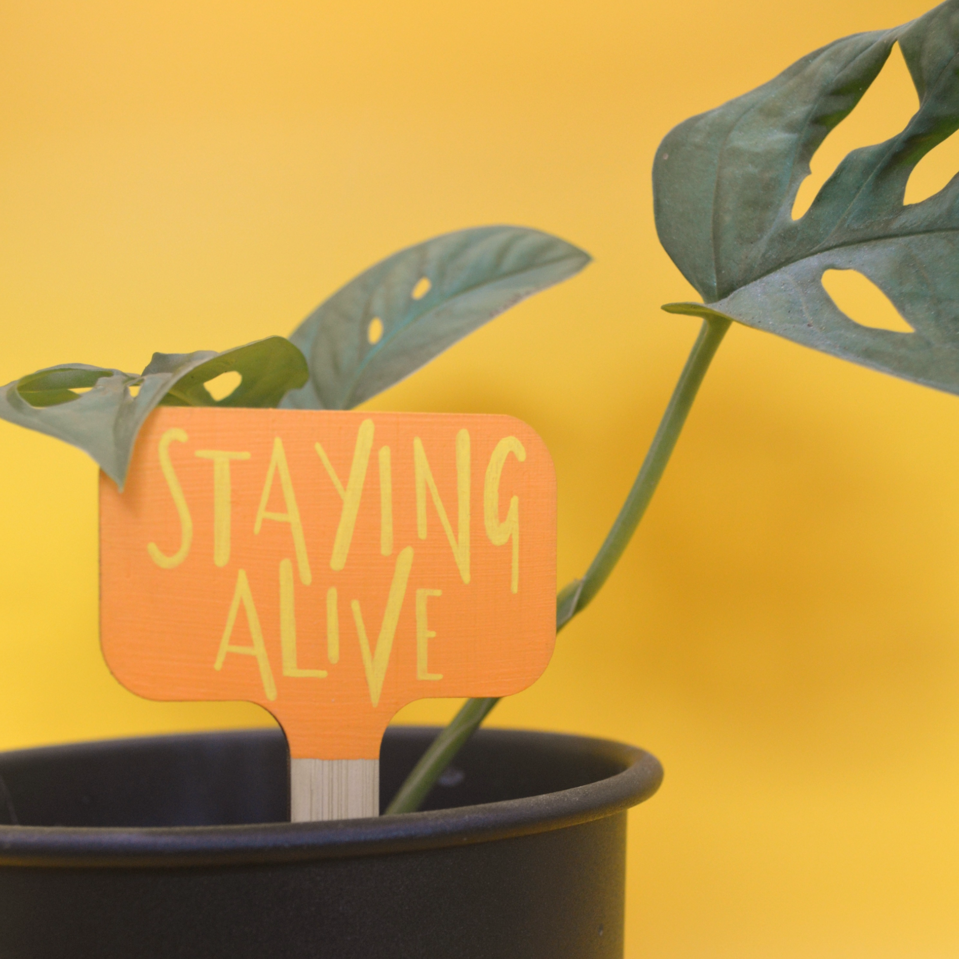 Potted plant with a sign that says 'Staying Alive' against a yellow background